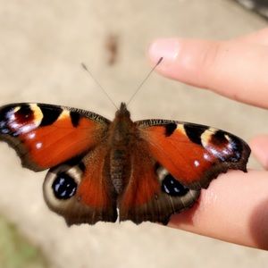 Meet your Posher, Antonina